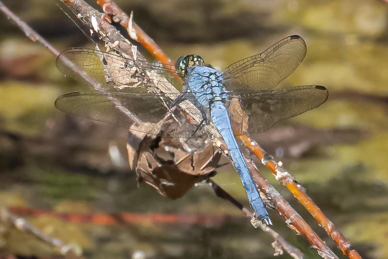 Erythemis simplicicollis (Eastern Pondhawk) male.jpg